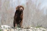 LABRADOR 503